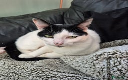 Mixed Breed cats for sale: 4 yr old loving girl - Advert 5