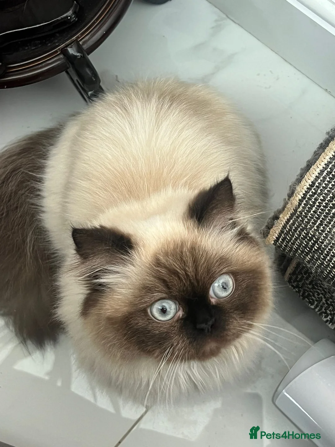 Persian cats for sale: Persian ragdoll - Advert 5