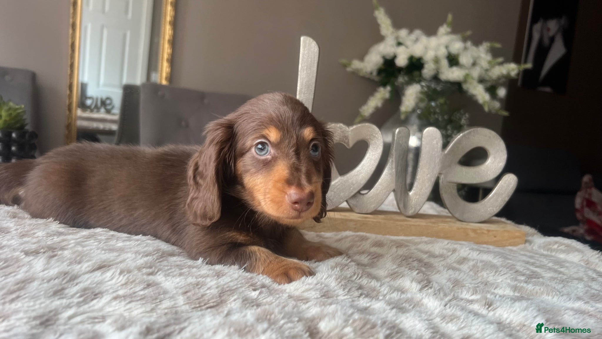 Miniature Dachshund dogs 🐾 Stunning Chocolate Cream Mini Longhair Boys ✨🐶 - Advert 5
