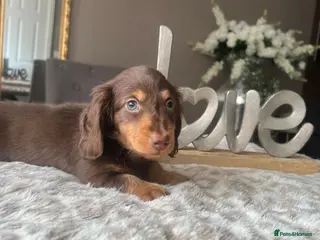 Miniature Dachshund dogs 🐾 Stunning Chocolate Cream Mini Longhair Boys ✨🐶 - Advert 5