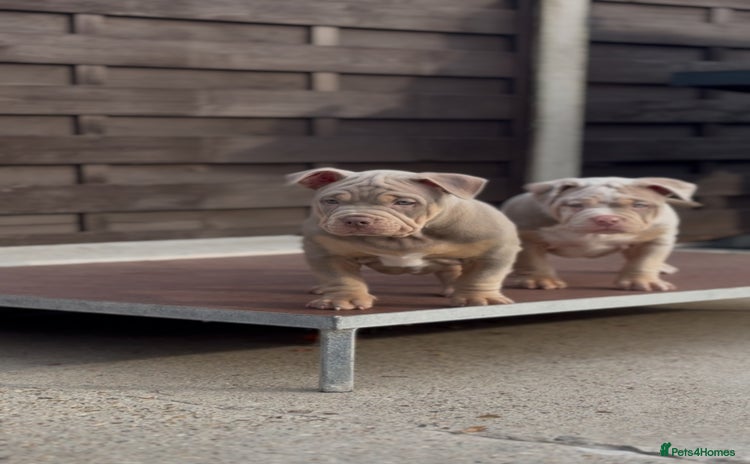 American Bully dogs - Advert 1