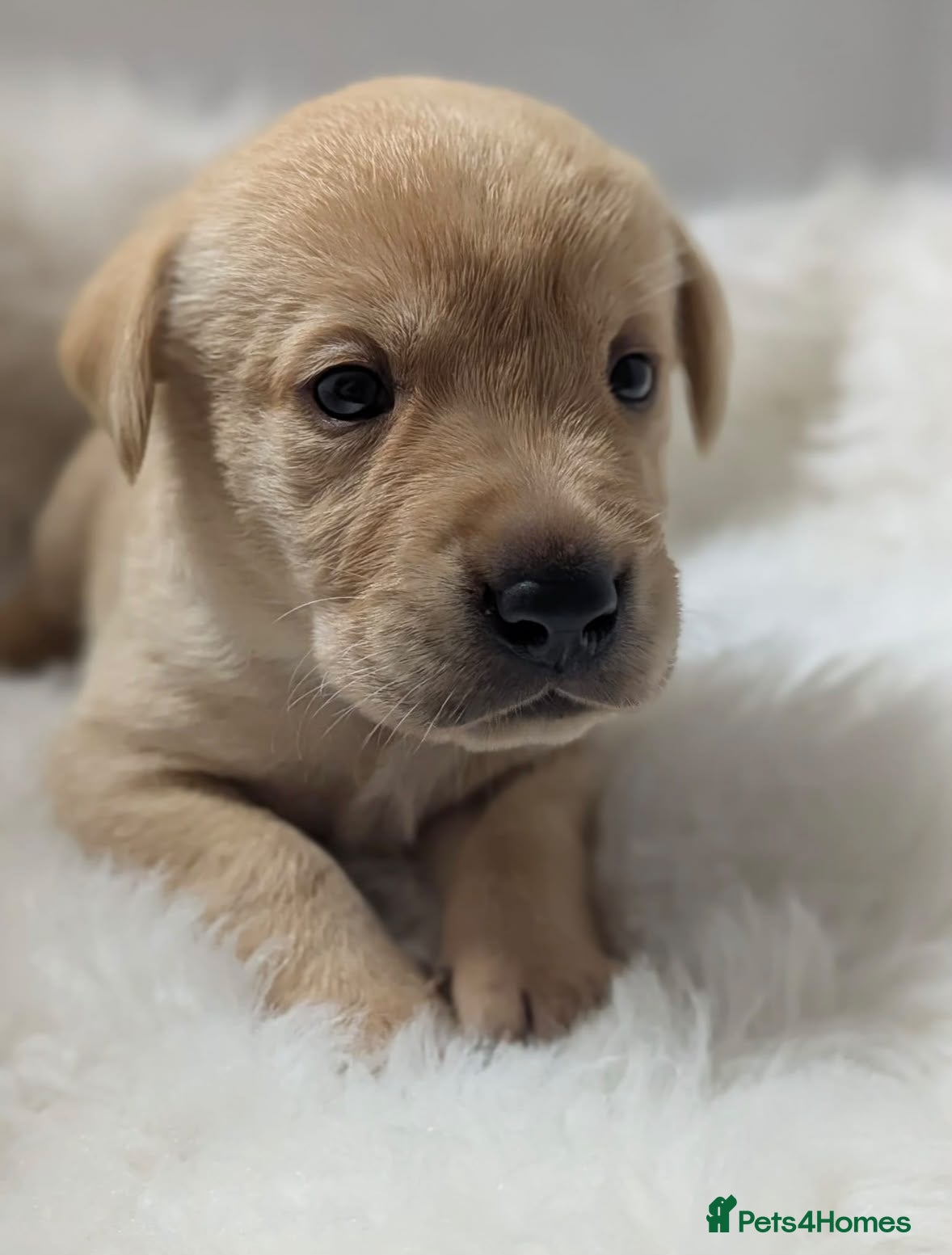 Labrador Retriever dogs Beautiful KC Registered Labrador Puppies  - Advert 2
