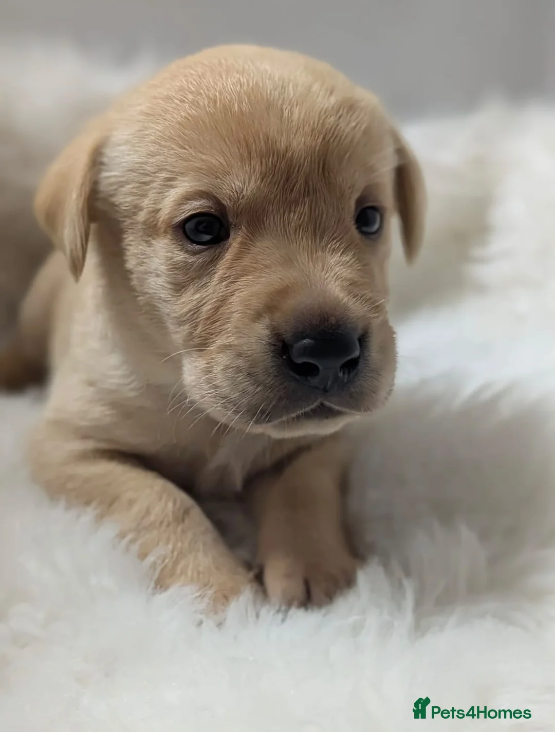Labrador Retriever dogs for sale: Beautiful KC Registered Labrador Puppies  - Advert 2