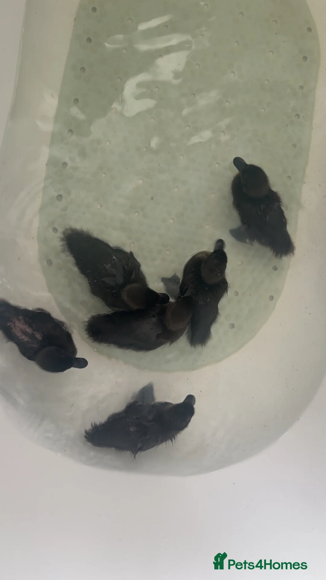 Ducks poultry for sale: Cayuga ducks  - Advert 4