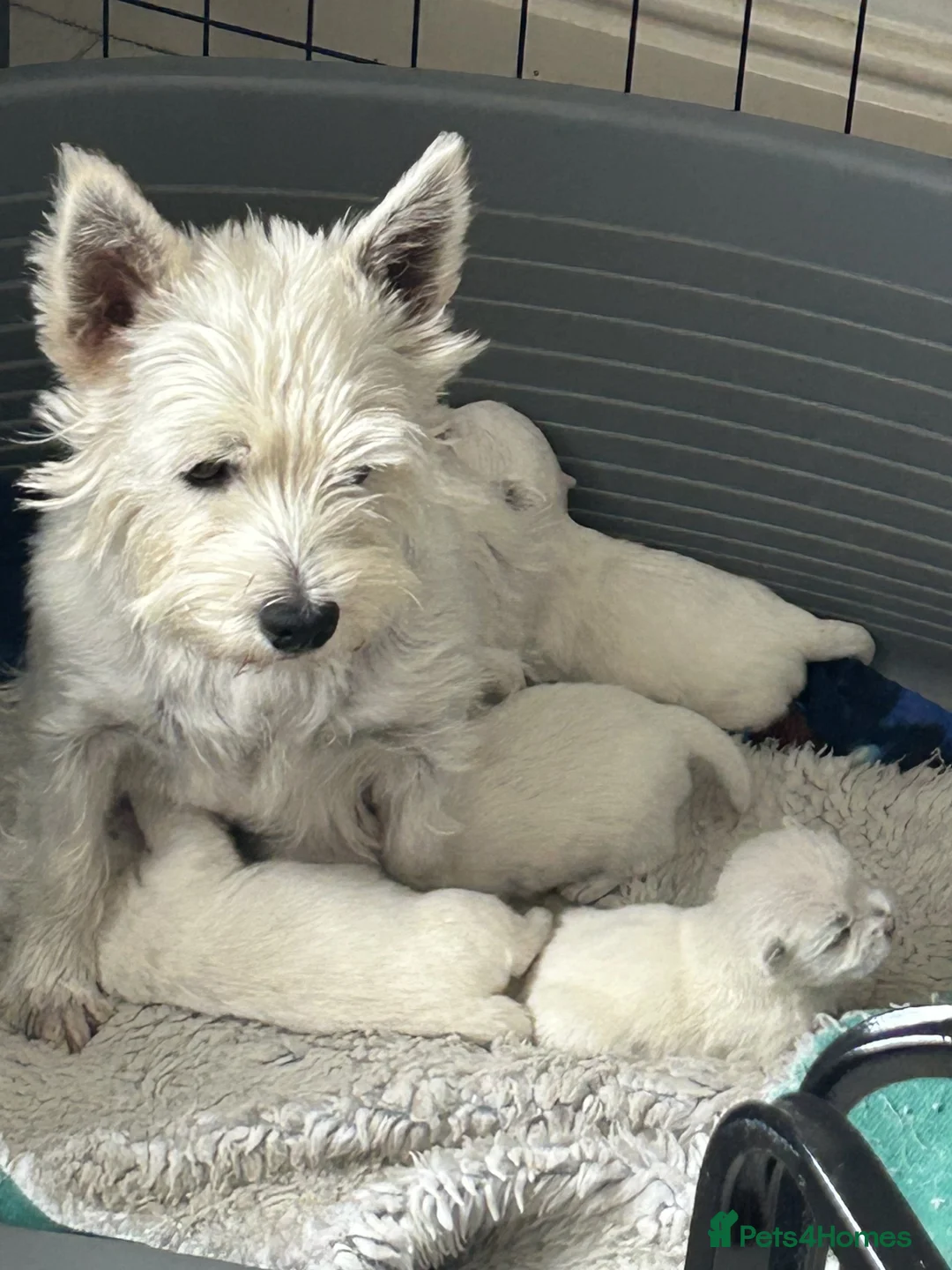 West Highland Terrier dogs for sale: Gorgeous West Highland Terriers in Tonbridge - Advert 2
