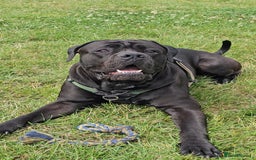 Cane Corso dogs for sale: Cane corso - Image 6