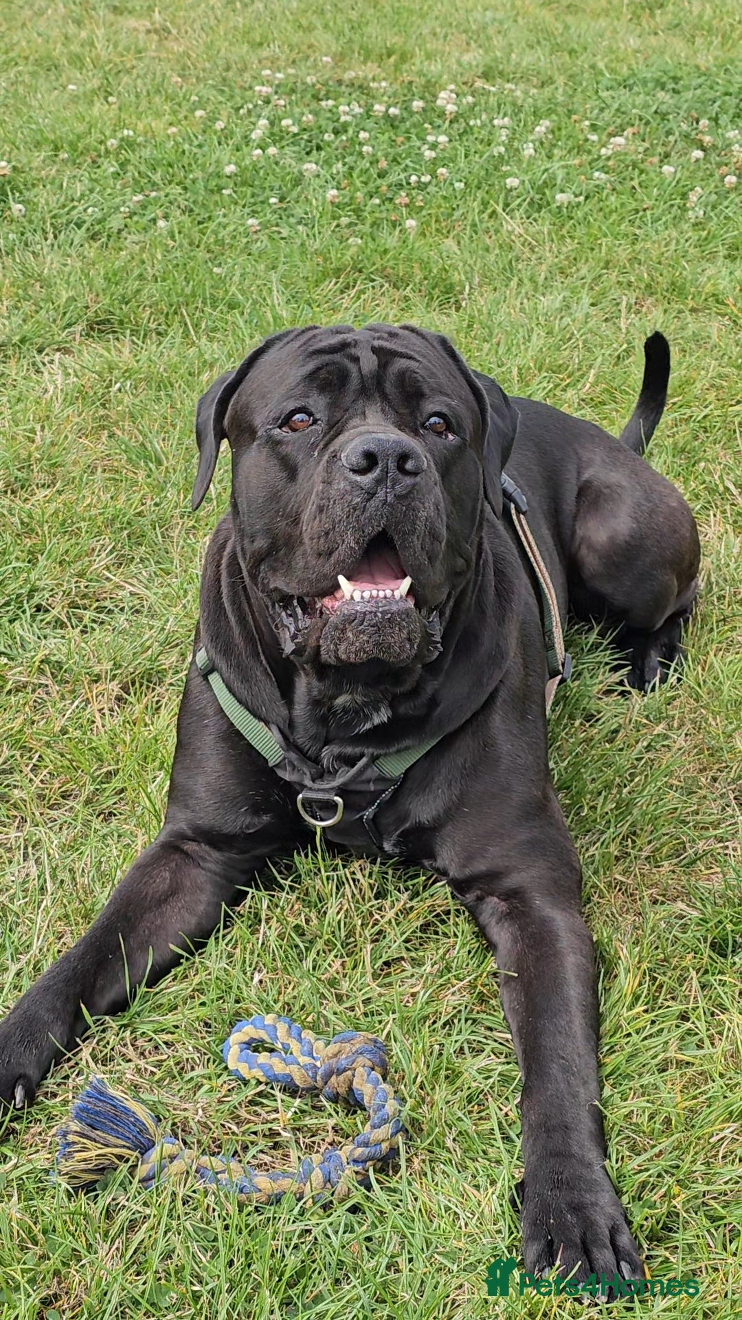 Cane Corso dogs for sale: Cane corso - Image 6