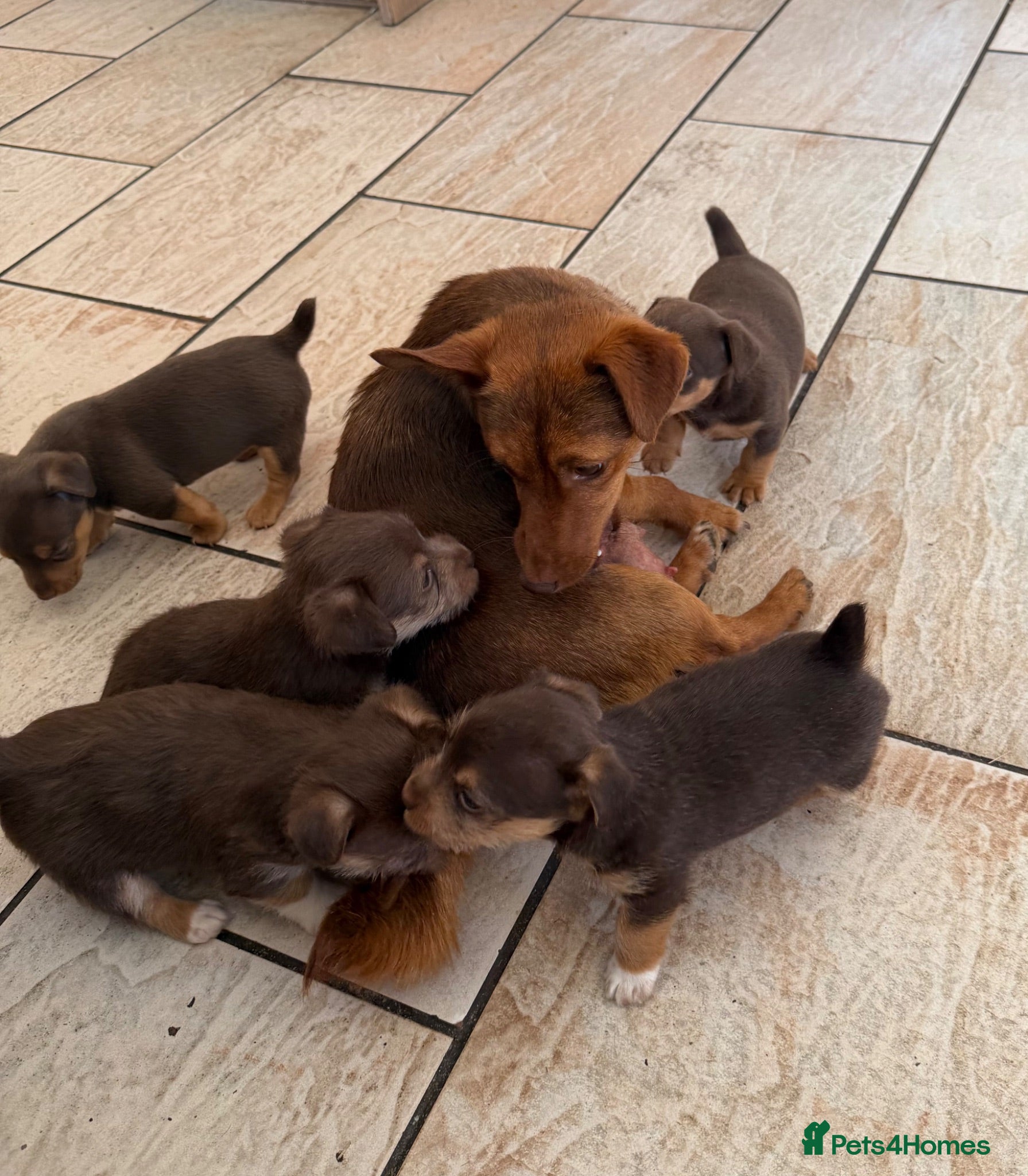 Jack Russell dogs Jack Russell Puppies - Advert 1