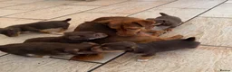 Jack Russell dogs for sale: Jack Russell Puppies - Advert 1