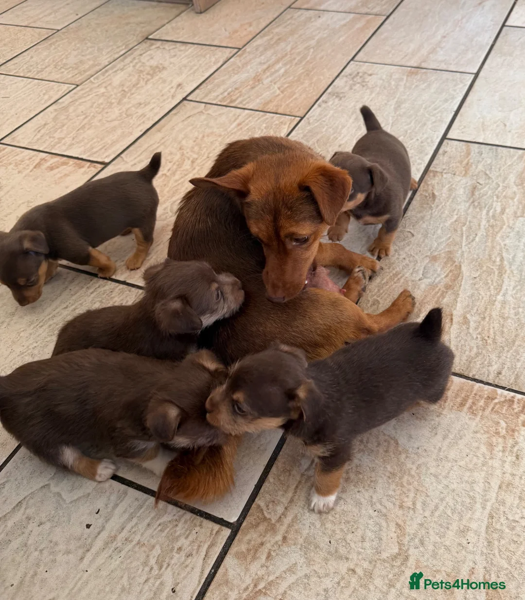 Jack Russell dogs for sale: Jack Russell Puppies - Advert 1
