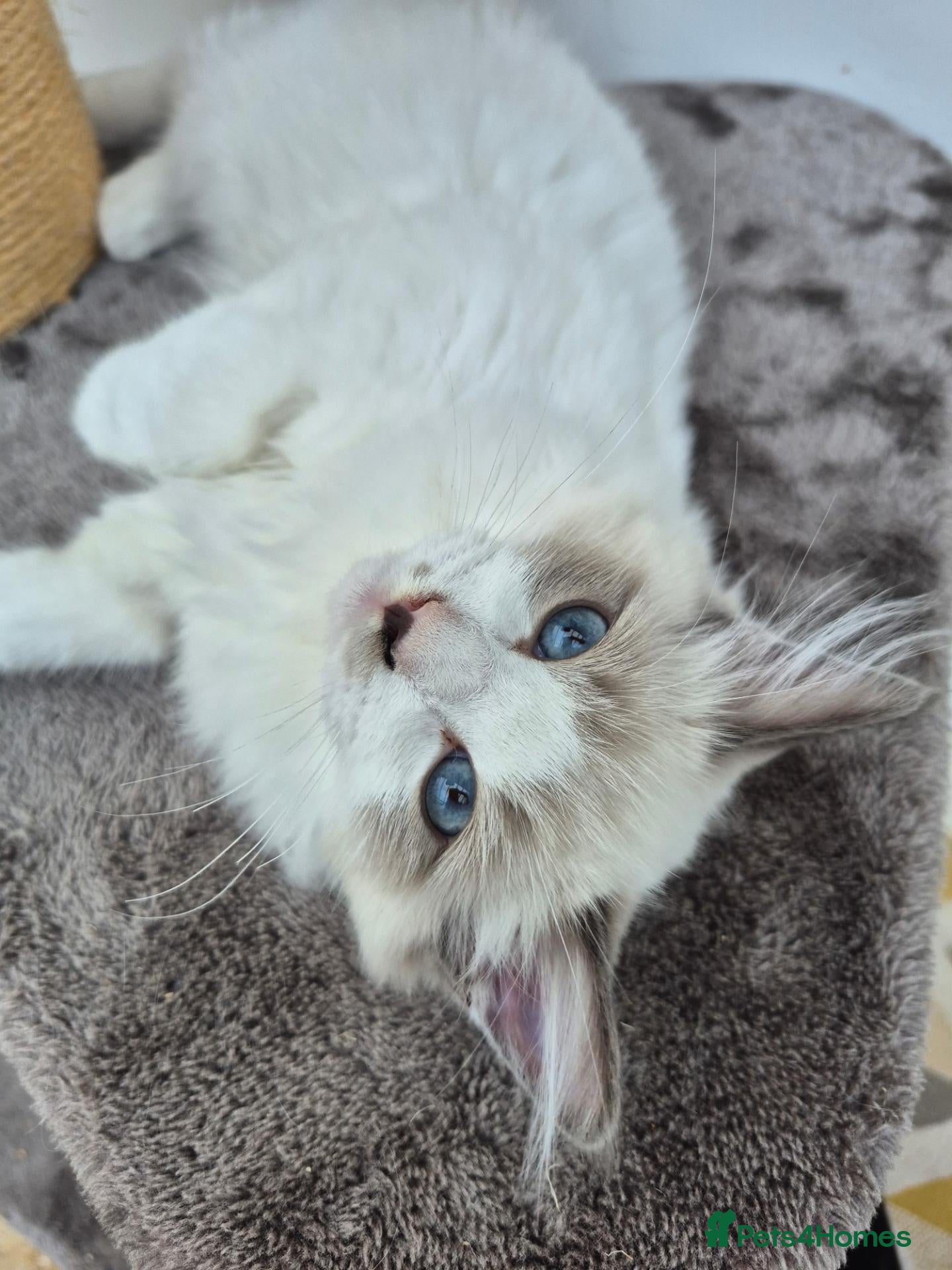 Ragdoll cats Two beautiful GCCF Ragdoll boys available 🩵 - Advert 16