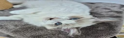 Ragdoll cats for sale: Two cuddly GCCF Ragdoll boys available 🩵 - Advert 5