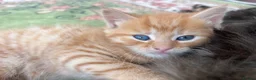 Mixed Breed cats for sale: Mixed with Ragdoll kittens - Advert 10