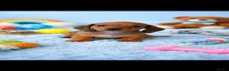 Miniature Dachshund dogs for sale: Miniature dachshund puppies 🐶 READY NOW - Advert 24