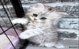 Persian cats for sale: Outstanding litter of Persian x kittens,  - Image 26