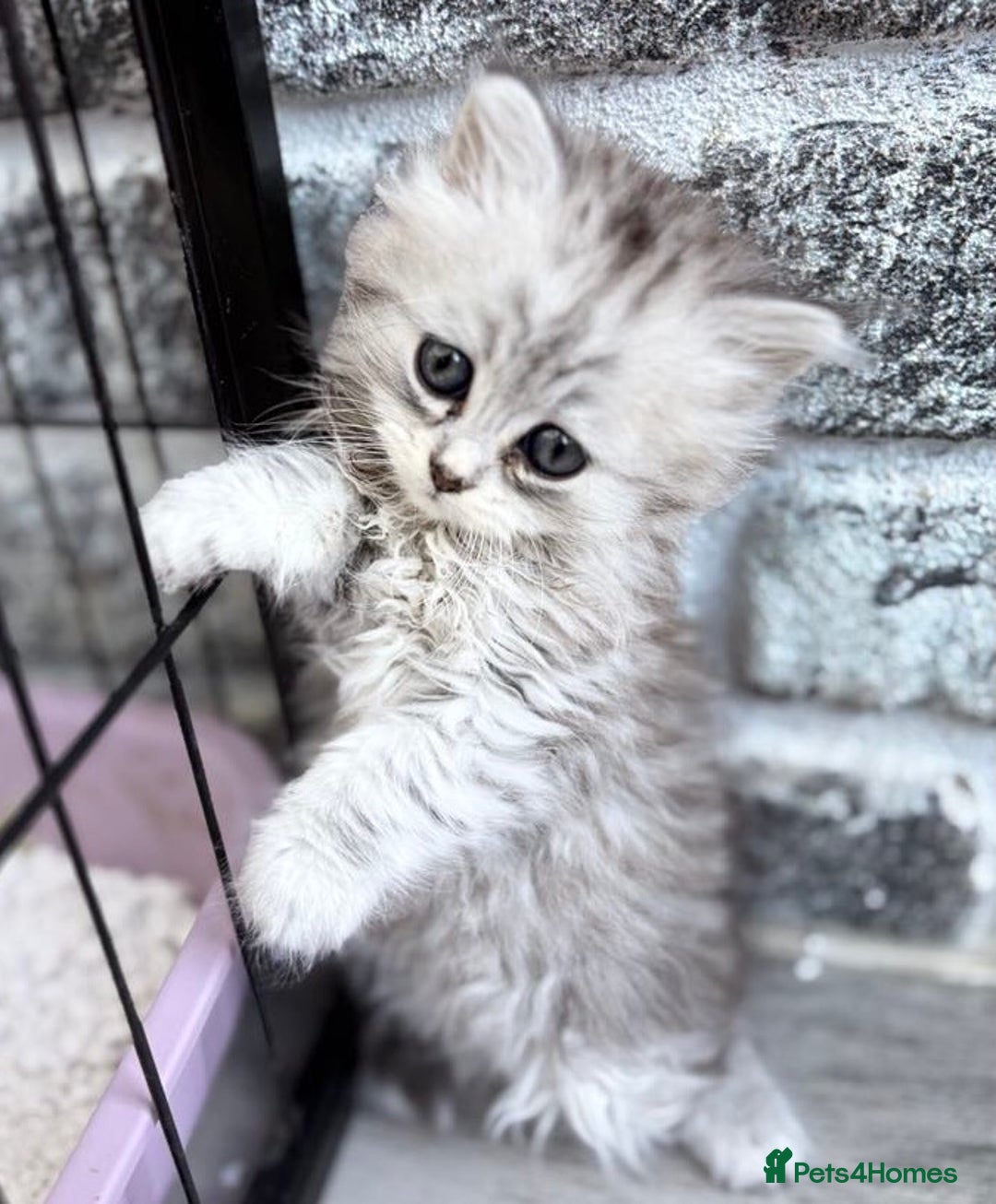 Persian cats for sale: Outstanding litter of Persian x kittens,  - Image 26