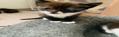 Mixed Breed Kitten 2