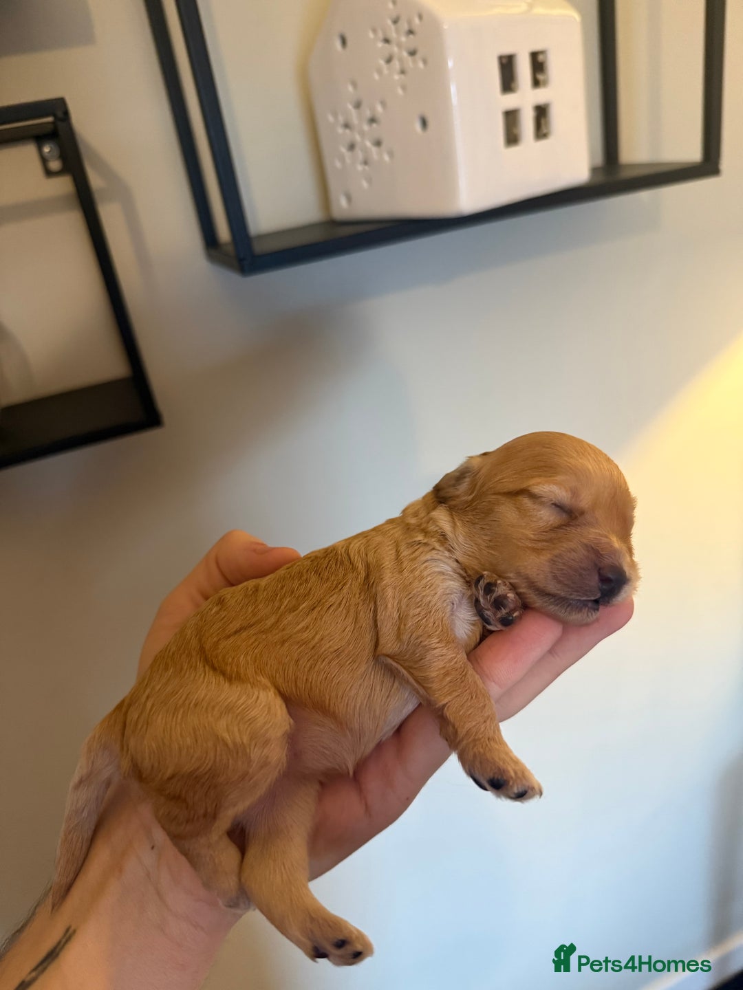 Cavapoo dogs for sale: Stunning F1B Cavapoo puppies  - Advert 4