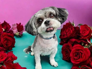 Lhasa Apso dogs in Castleford - Advert 1