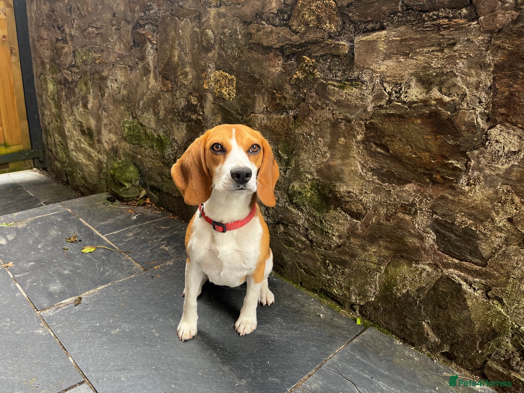 Beagle dogs for sale: Tricolour Beagle Female - Image 2