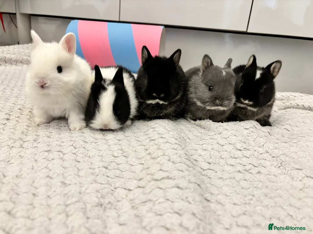 Netherland Dwarf rabbits for sale: Netherland Dwarf Bunnies  - Advert 5
