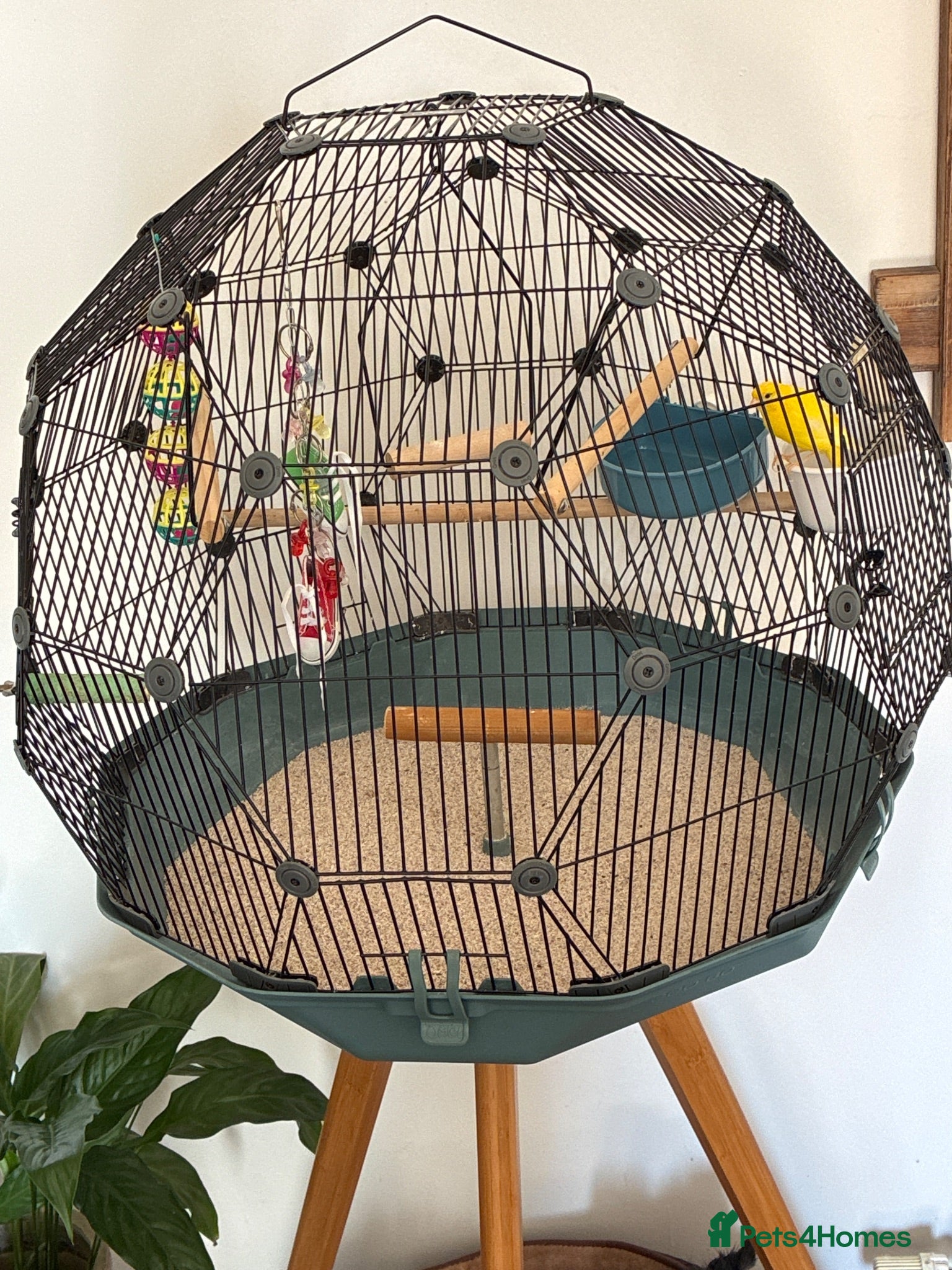 Canaries birds Canary male with geo cage  - Advert 5