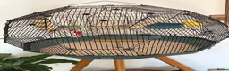 Canaries birds for sale: Canary male with geo cage  in Hereford - Advert 1