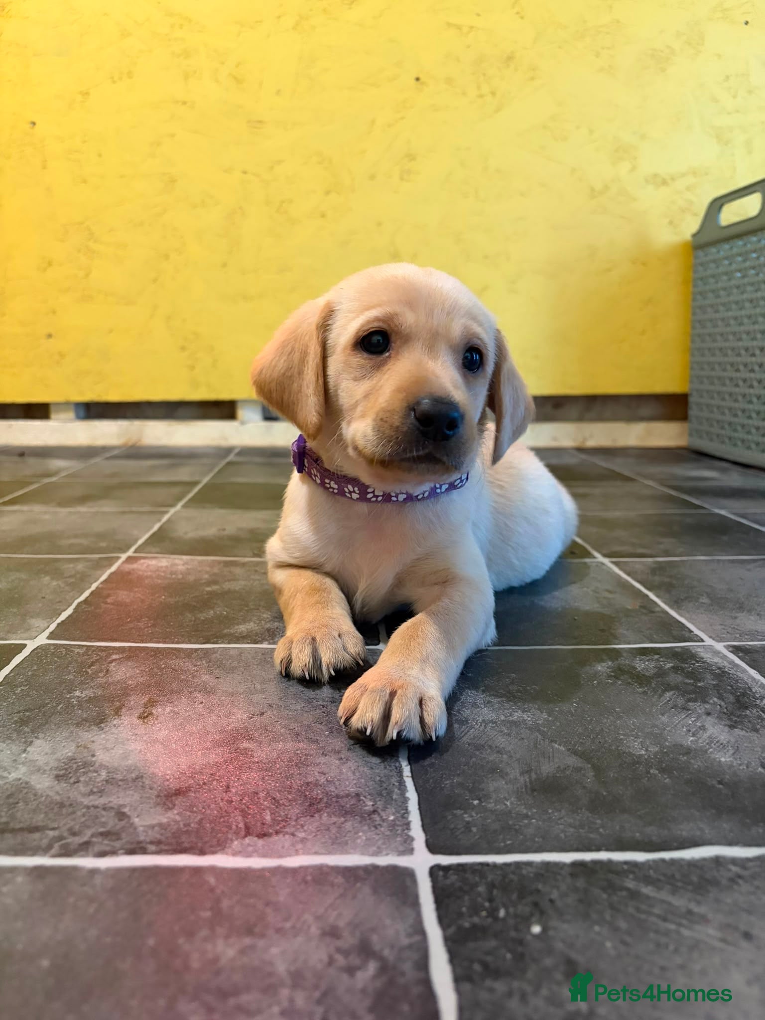 Labrador Retriever dogs 4 left KC YELLOW & RED LABRADORS  - Advert 16