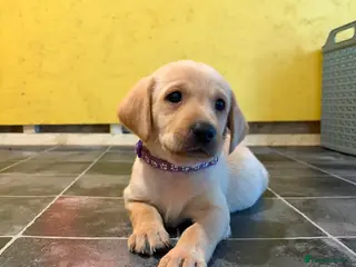 Labrador Retriever dogs 4 left KC YELLOW & RED LABRADORS - Advert 16