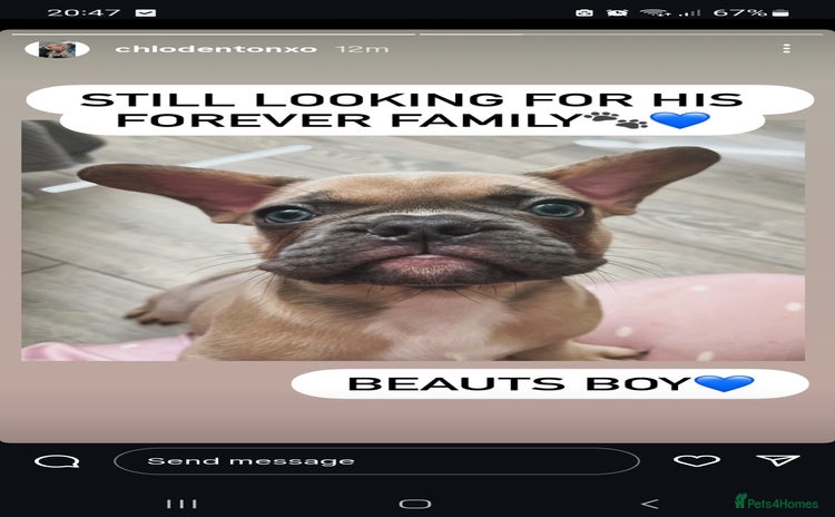 French Bulldog dogs - Advert 8