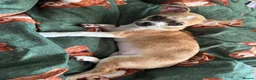 Chug dogs for sale: Female chug nearly 1 year old Lola - Advert 4