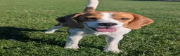 Beagle dogs for stud: Baxter - 2 Year Old Beagle for Stud - Advert 8