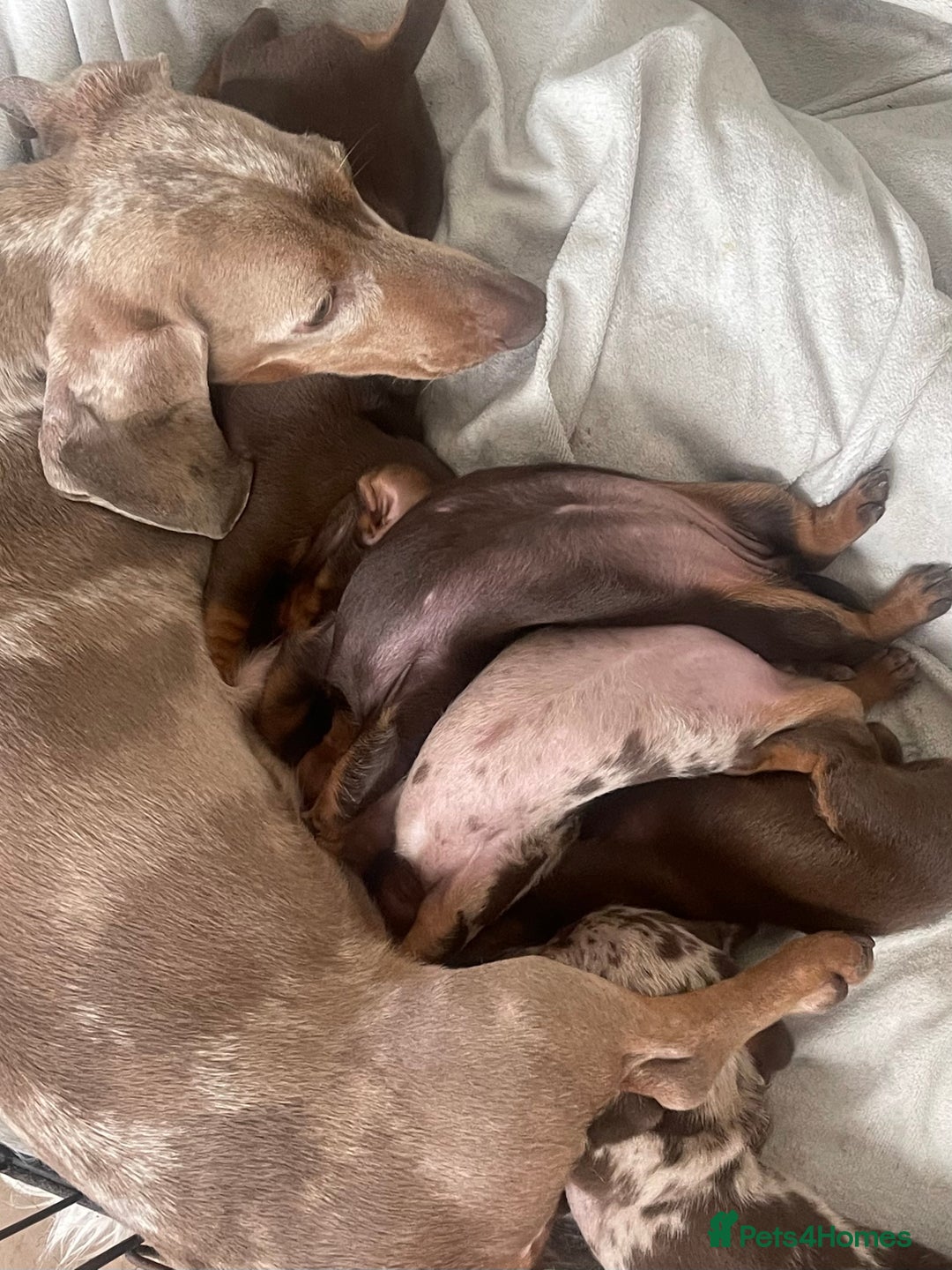 Miniature Dachshund dogs for sale: Stunning baby mini dachshunds  - Image 38