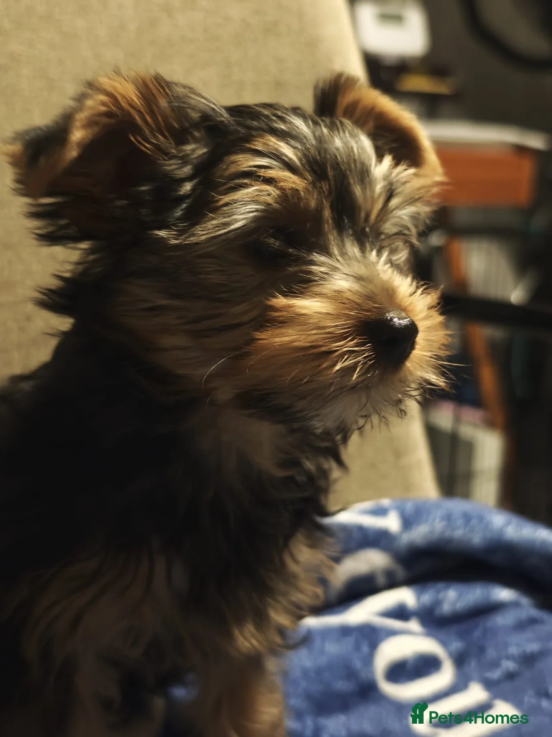 Yorkshire Terrier dogs for sale: Yorkshire Terrier–microchipped,vaccine,vet checked - Advert 15