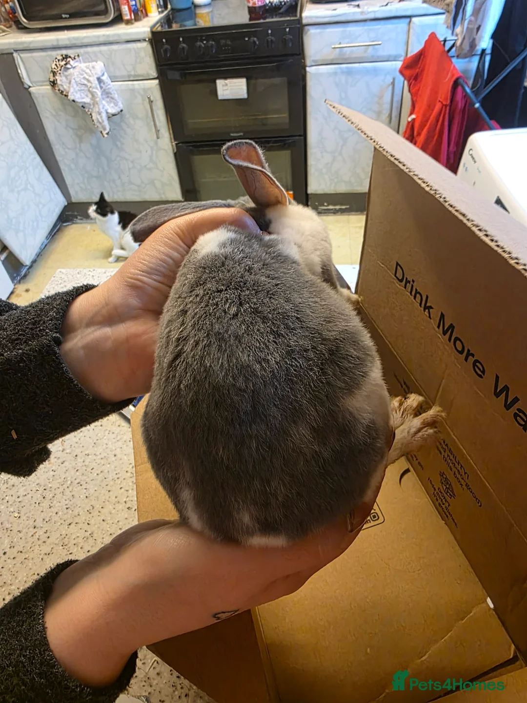 Mixed Breed rabbits for sale: Female rabbits  - Advert 4