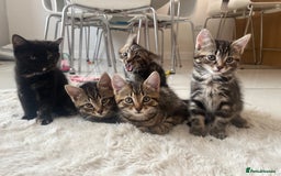 Mixed Breed cats for sale: 5 Adorable Mixed Breed Kittens - Image 37