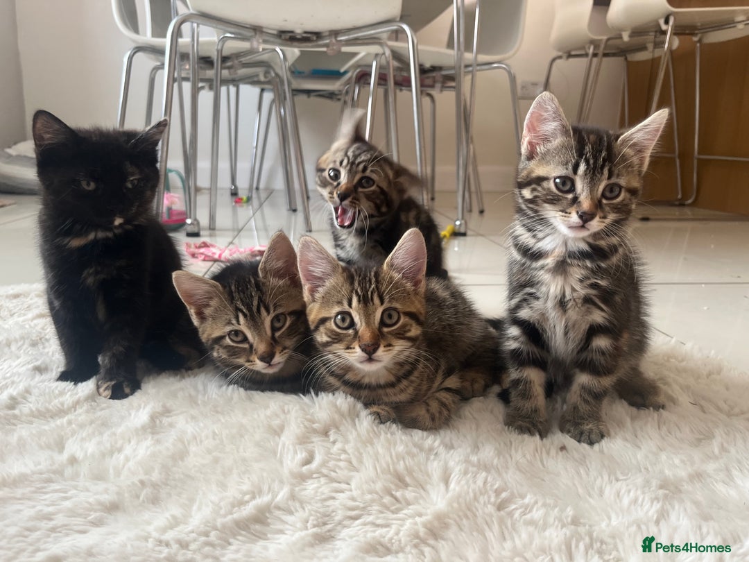 Mixed Breed cats for sale: 5 Adorable Mixed Breed Kittens - Image 37