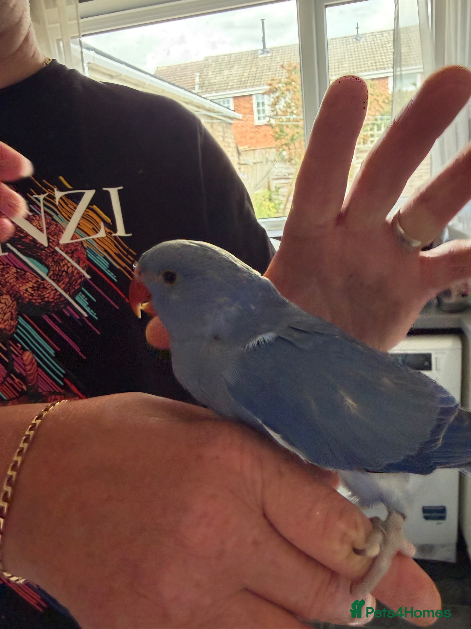 Ringnecks birds Hand reared ringnecks  - Advert 9