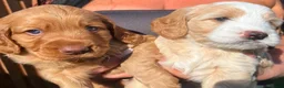Cockapoo dogs for sale: Stunning cockapoo puppies in Beccles - Advert 5