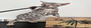 Bengal 1