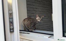 Bengal cats for sale: Champion line Bengal Snow Kittens  - Image 14