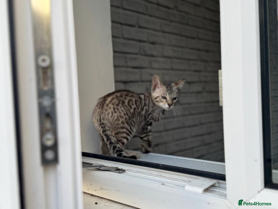 Bengal cats for sale: Champion line Bengal Snow Kittens  - Image 14