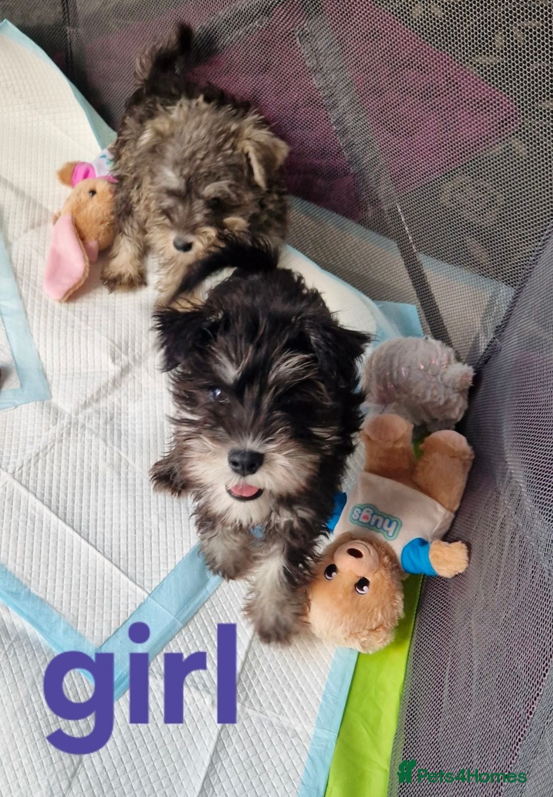 Miniature Schnauzer dogs Kc mac test beautiful puppies  - Advert 9
