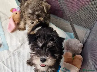 Miniature Schnauzer dogs Kc mac test beautiful puppies - Advert 9