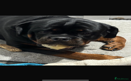 Rottweiler dogs for sale: German Rottweiler  - Image 2