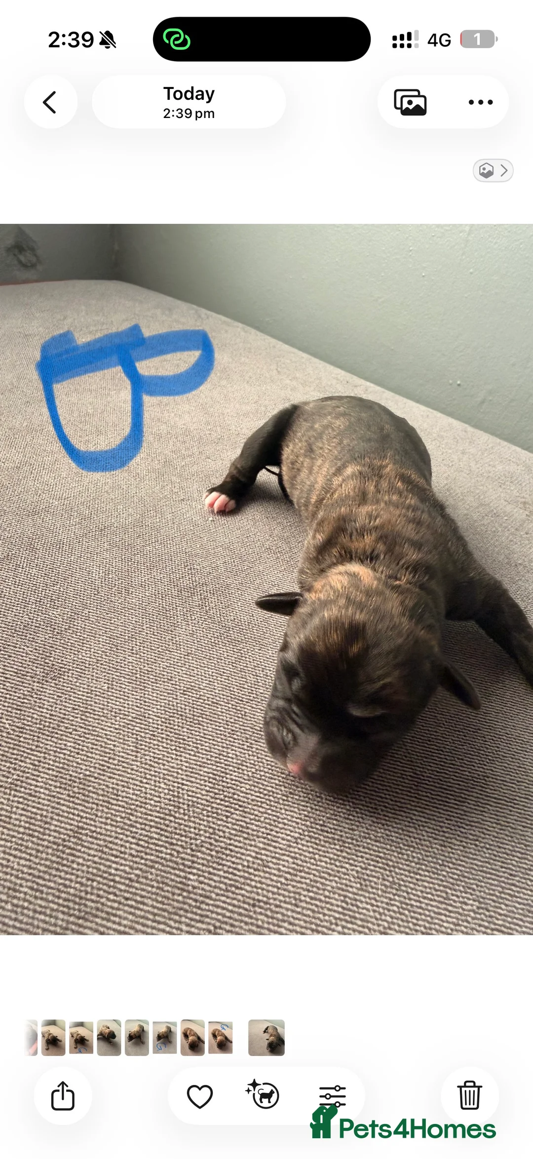 Presa Canario dogs for sale: Press canario pups  - Advert 4