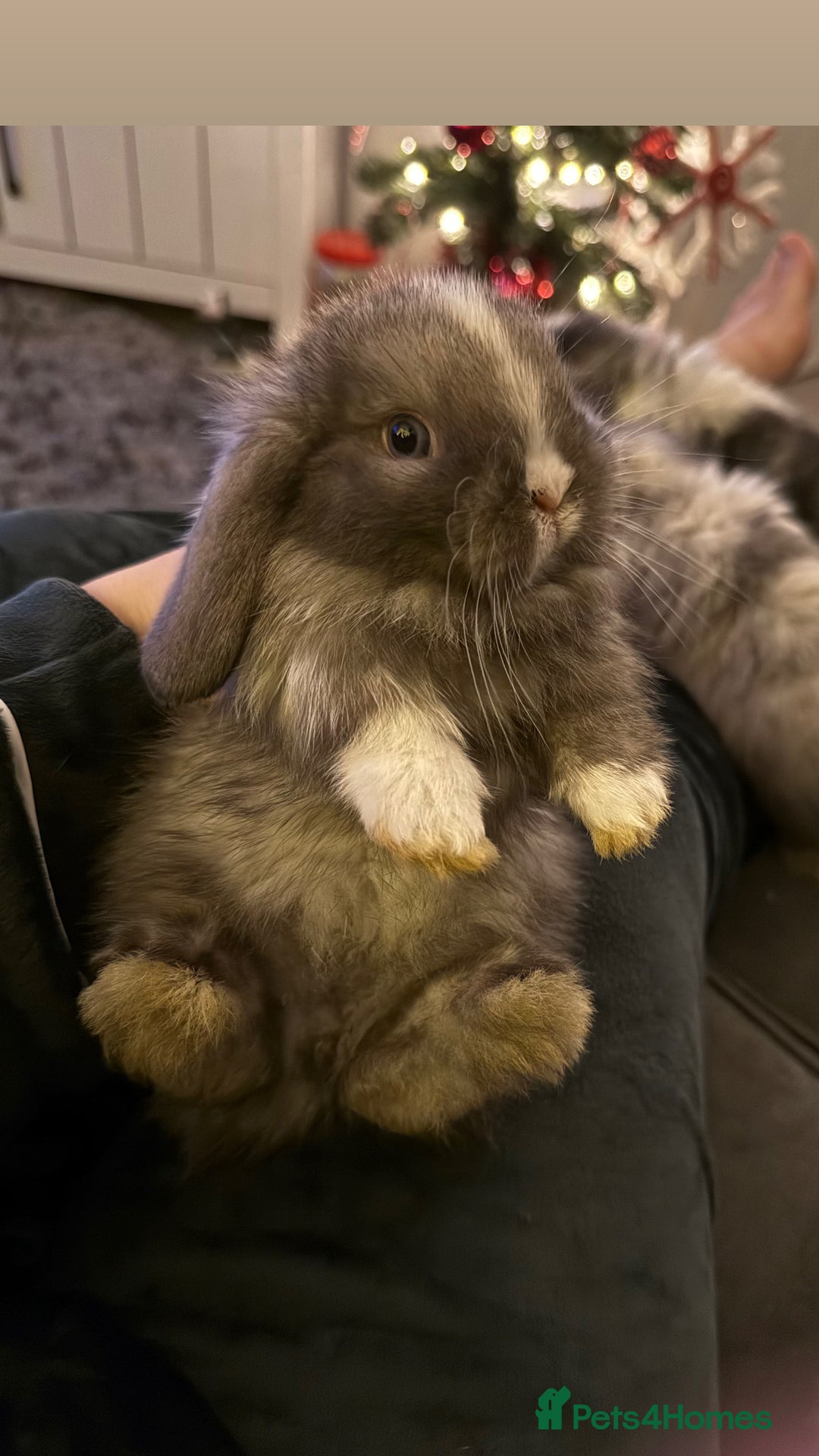 Mini Lop rabbits for sale: Gorgeous Mini Lops  - Advert 3