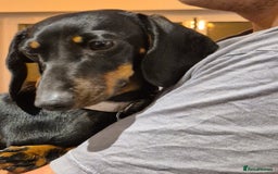 Miniature Dachshund dogs for sale: Miniature dachshund female - Image 15