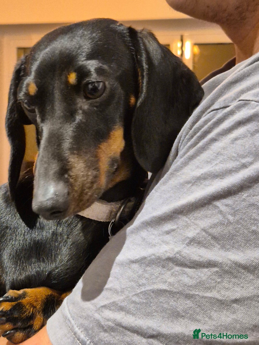 Miniature Dachshund dogs for sale: Miniature dachshund female - Image 15