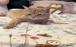 Maine Coon cats for sale: Mainecoon x British shorthair  - Image 6